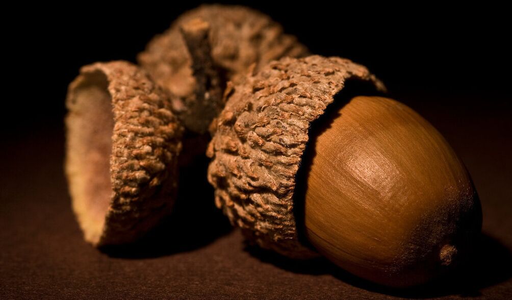 Amulets For Luck - Acorn