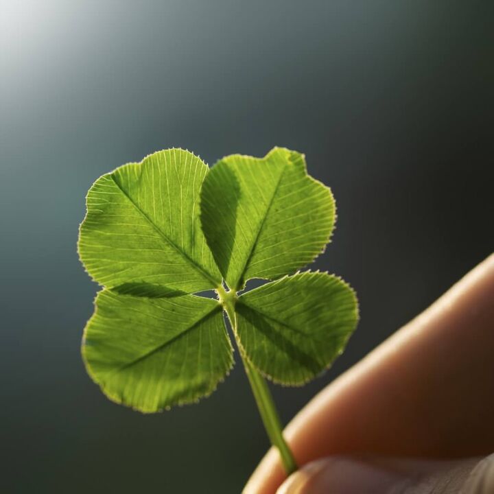 four leaf clover for good luck