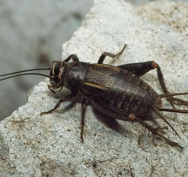 good luck scarab beetle